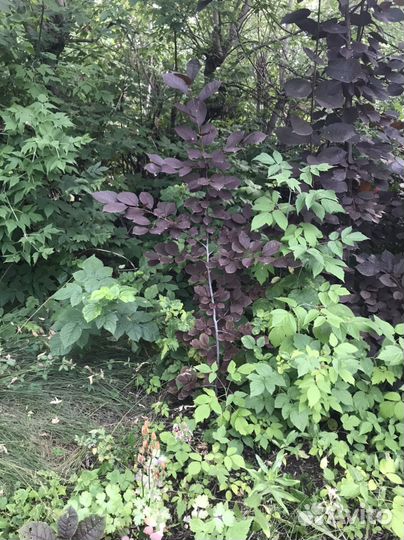 Черемуха вергинская