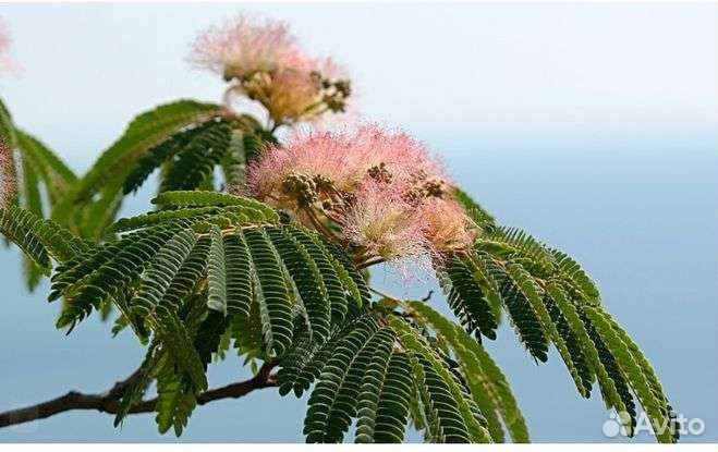 Альбиция ленкоранская семена, шелковая акация