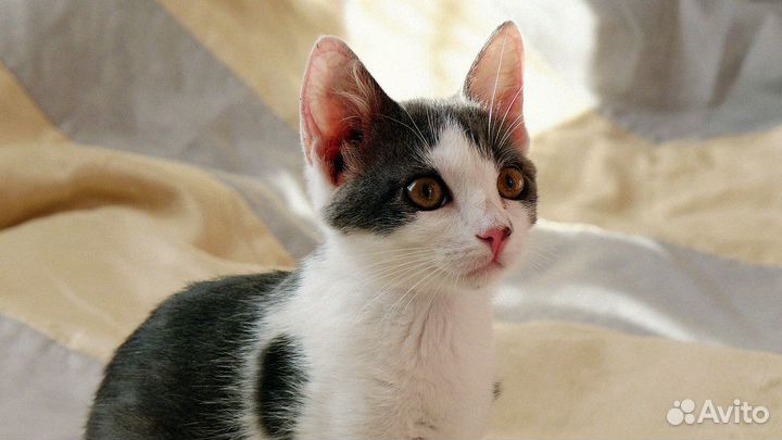 Котята ищут дом