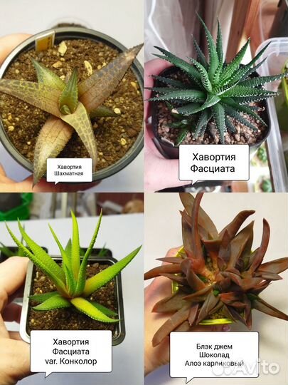 Хавортии #1, Блэк Джем (Суккуленты)