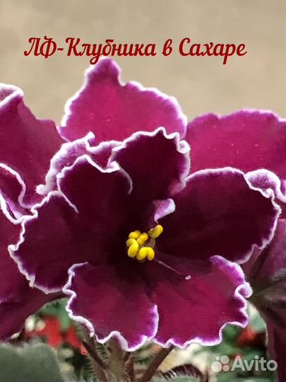 Детки сортовых фиалок