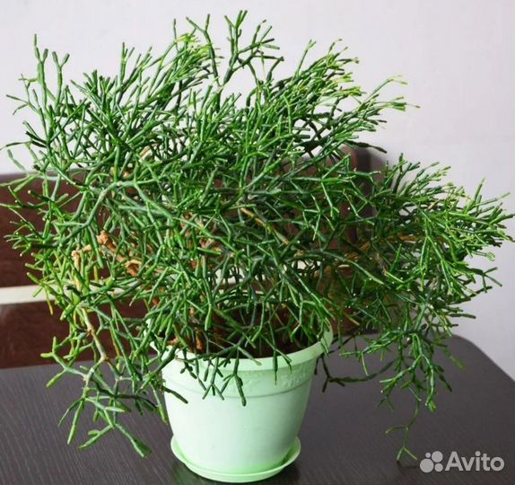 Комнатные растения цветы