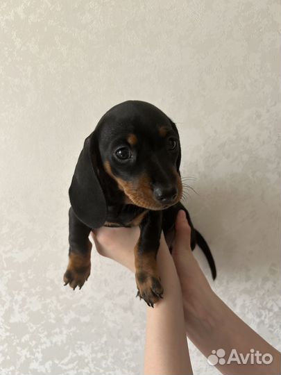 Щенки таксы