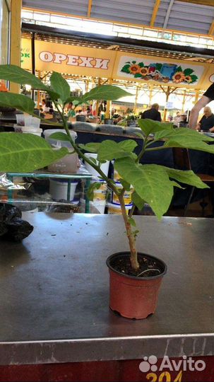 Бругмансия