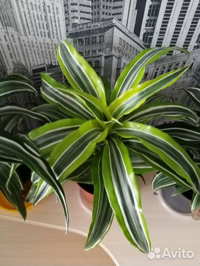 Комнатные цветы драцена