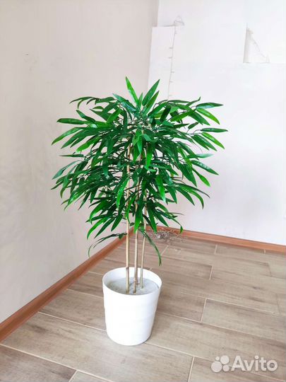 Пальма. Бамбук