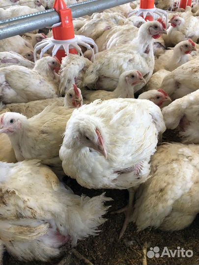Бройлер росс 308