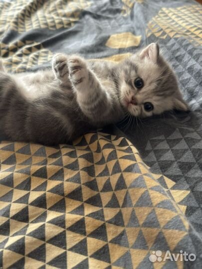 Продам котят британцы