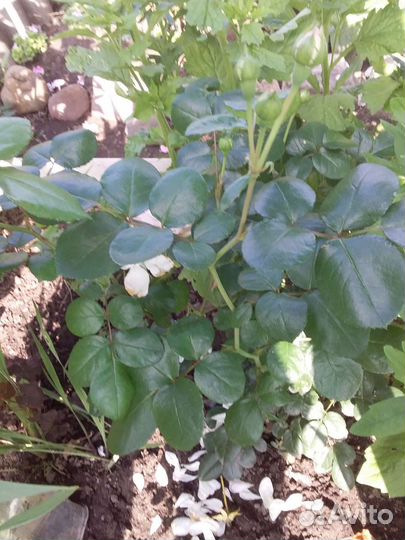 Роза чайно-гибридная бледно-розовая