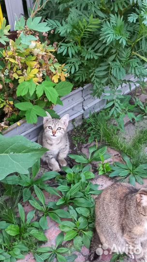 Отдам в хорошие руки котенка