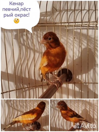 Кенары певчий