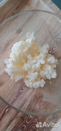 Тибетский молочный гриб