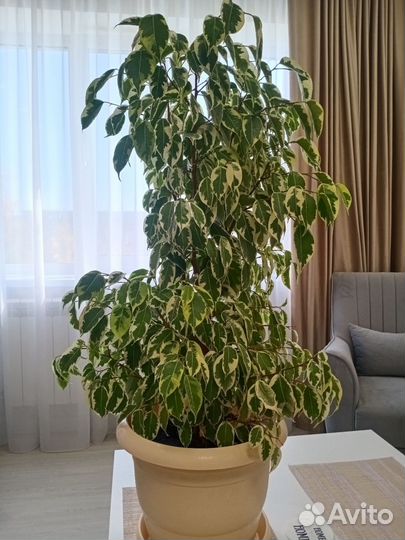 Фикус бенджамина