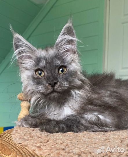 Дымный котик Мейн-кун