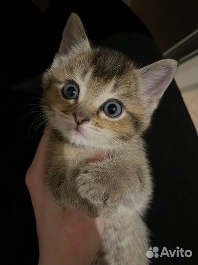 Котята бесплатно