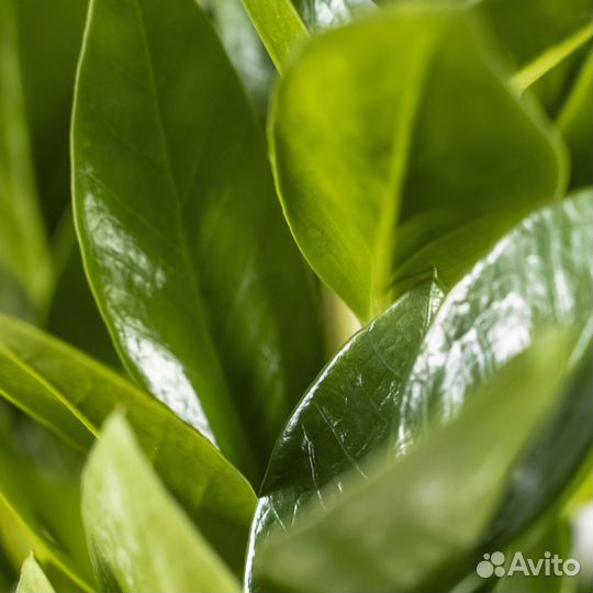 Цветы для офиса, цветок замиокулькас