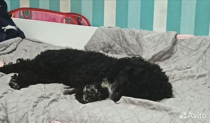 Передержка домашних животных