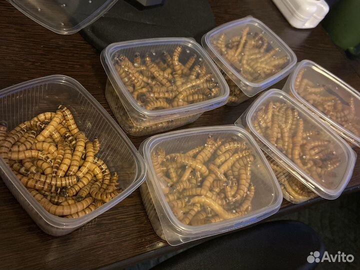 Зофобас (зоофобас зоофобус зофобус)