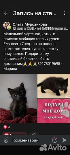 Чёрный котик 2 месяца