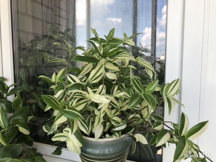 Традесканции (укорененные и на срез)