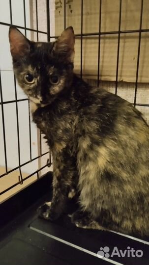 Кошка черепашка