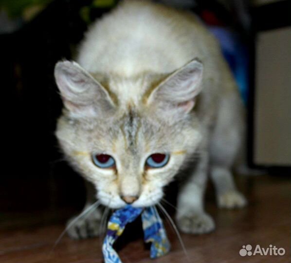 Британка в добрые руки