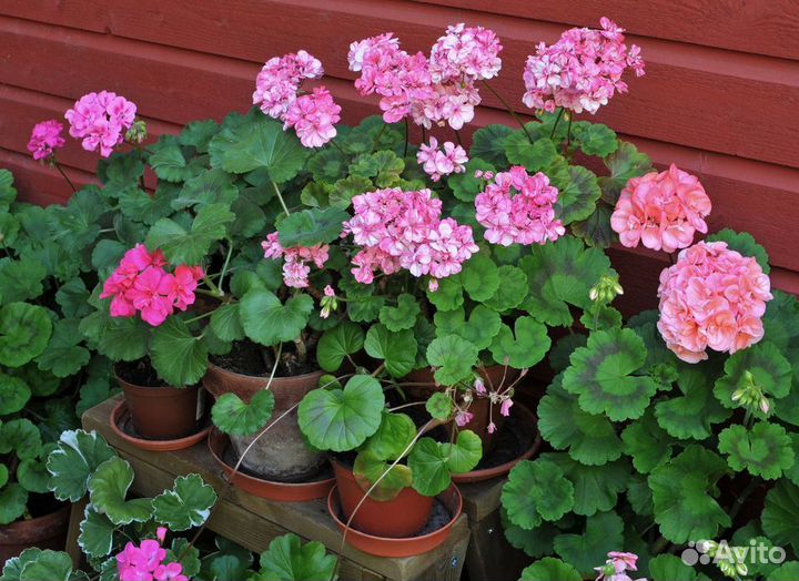 Герань пеларгония розовая