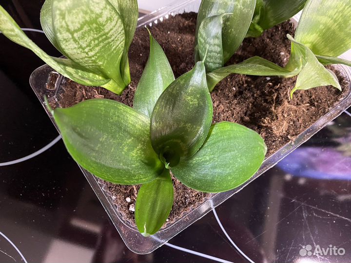 Сансевиерия (цветы отростки)