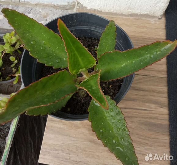 Каланхоэ перистое