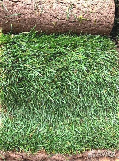 Рулонный газон