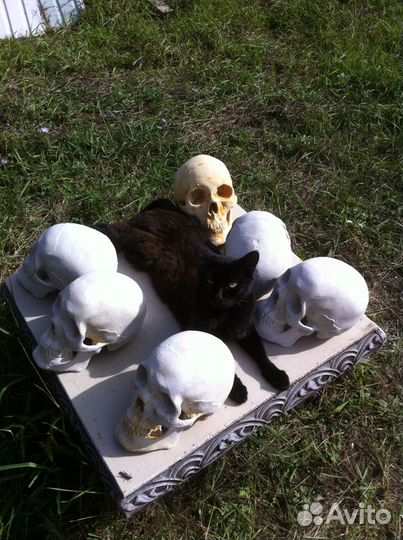 Череп гипсовый