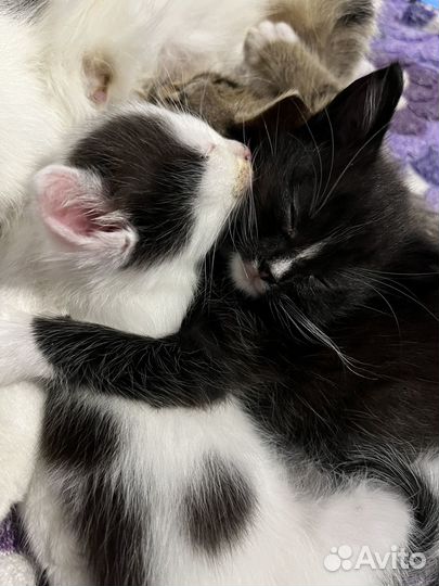 Котята в добрые руки