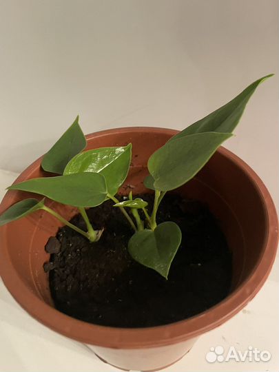 Антуриум красный детки