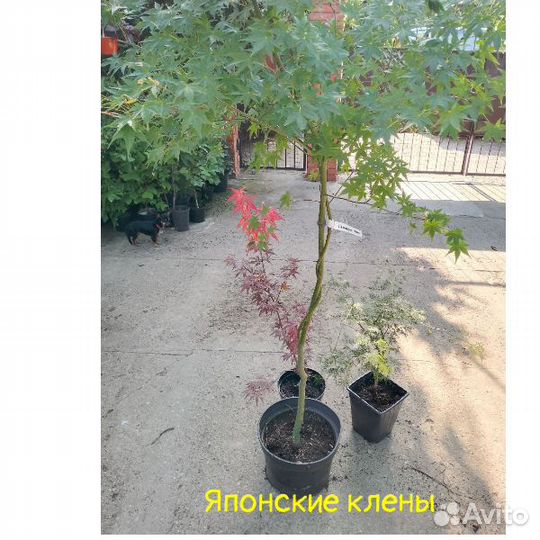 Редкие растения для сада