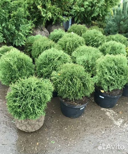 Туя шаровидная