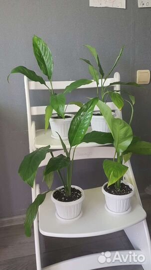 Спатифиллум Шопен