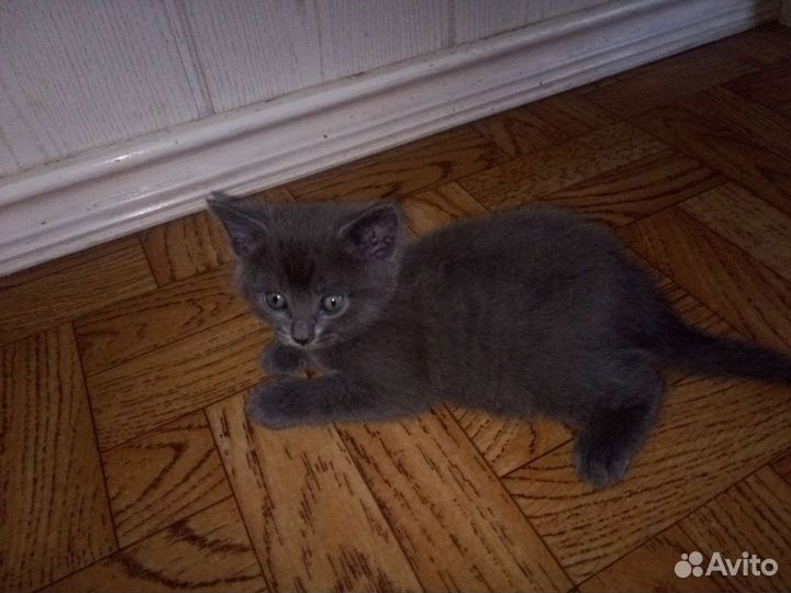 Котята отдам