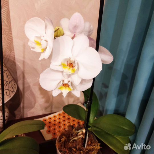 Орхидея фаленопсис