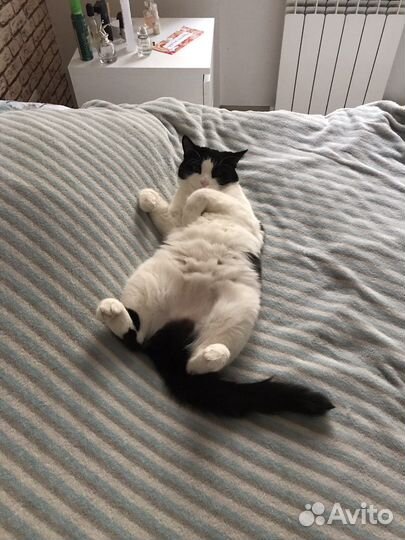 Передержка кошек