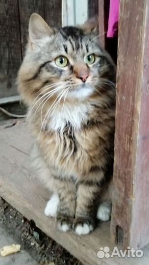 Кот сибирский