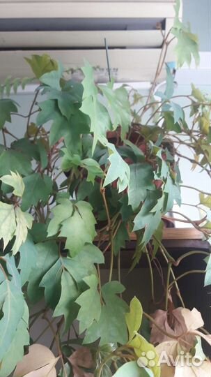 Комнатные цветы