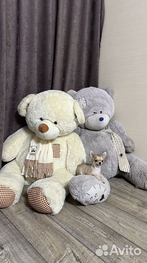 Большой медведь