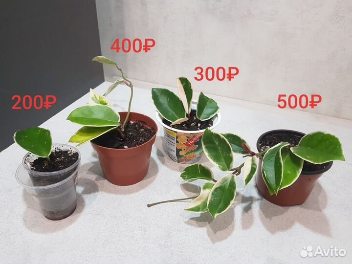 Хойя аустралис лиза и другие