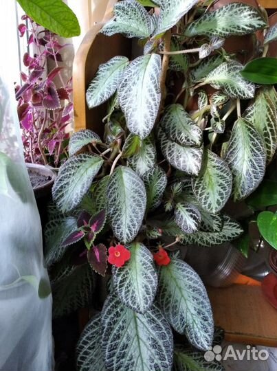 Домашние цветы