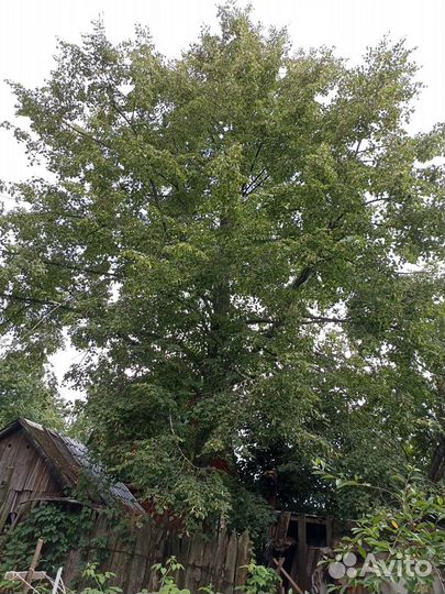 Дерево липа