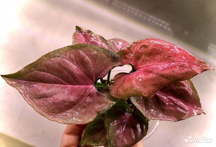 Сингониум малиновый крем