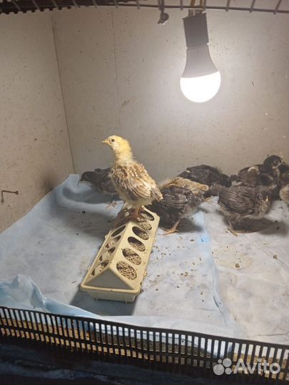 Домашняя птица