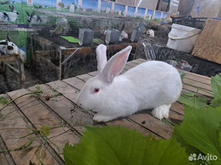 Продается молодой самец белый паннон