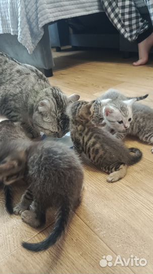 Шотландская кошка