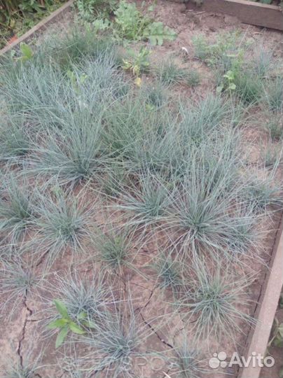 Овсянница и альпийская горка